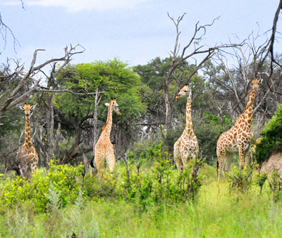 Image Concealment Films - MH Studios